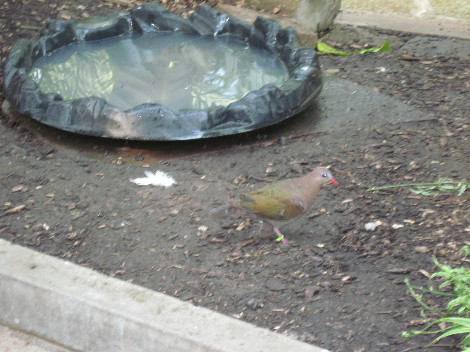 Tropical Rainforest-???