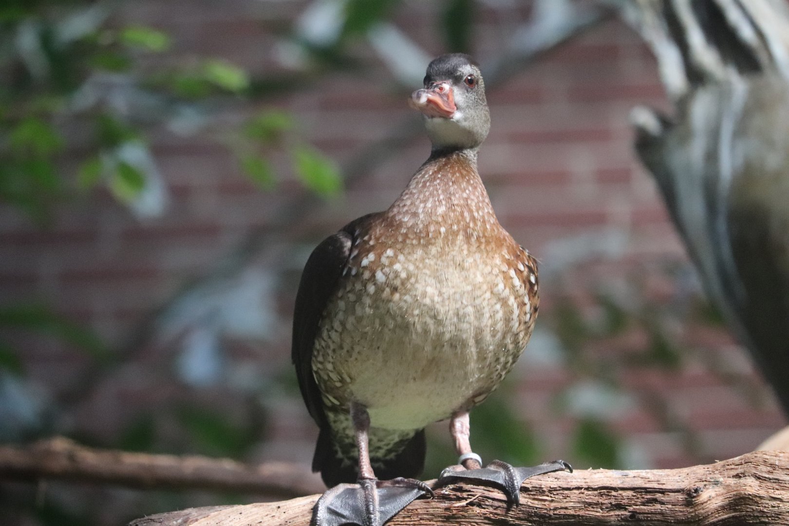 Tropical Rainforest - ???