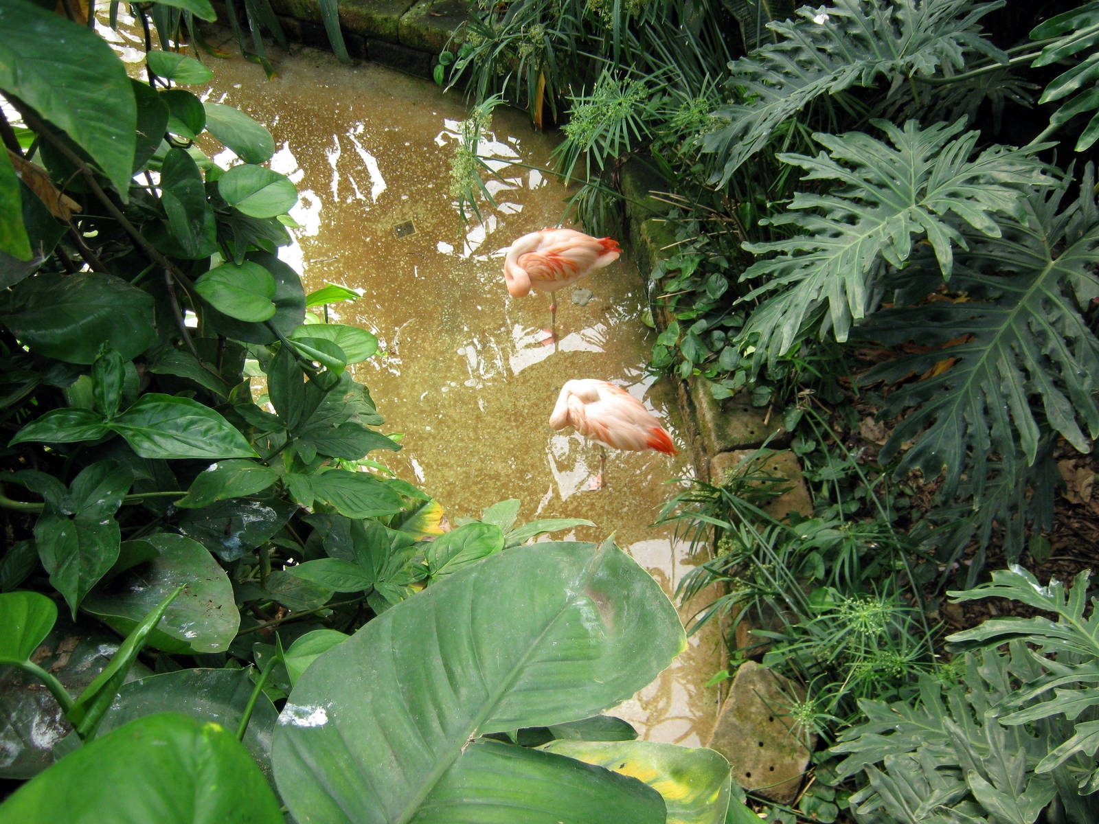 Tropical Rainforet-Flamingos