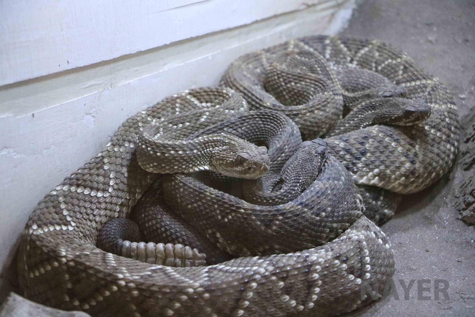 Tropical rattlesnake (cascavel), Serpentario Machaqway - April 2016.