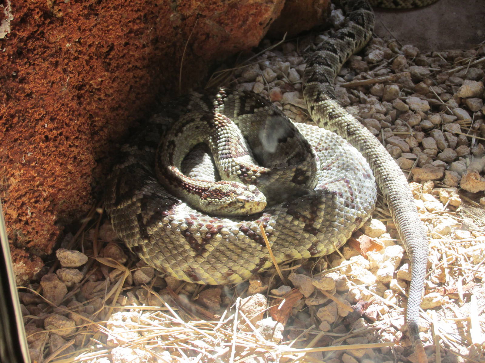 tropical rattlesnake centenario zoo