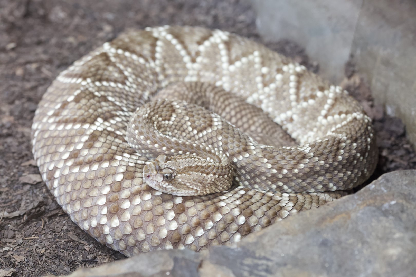 Tropical Rattlesnake/ Crotalus durissus terrificus