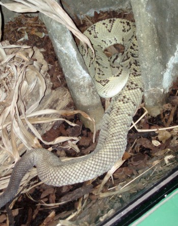Tropical Rattlesnake (Crotalus durissus)