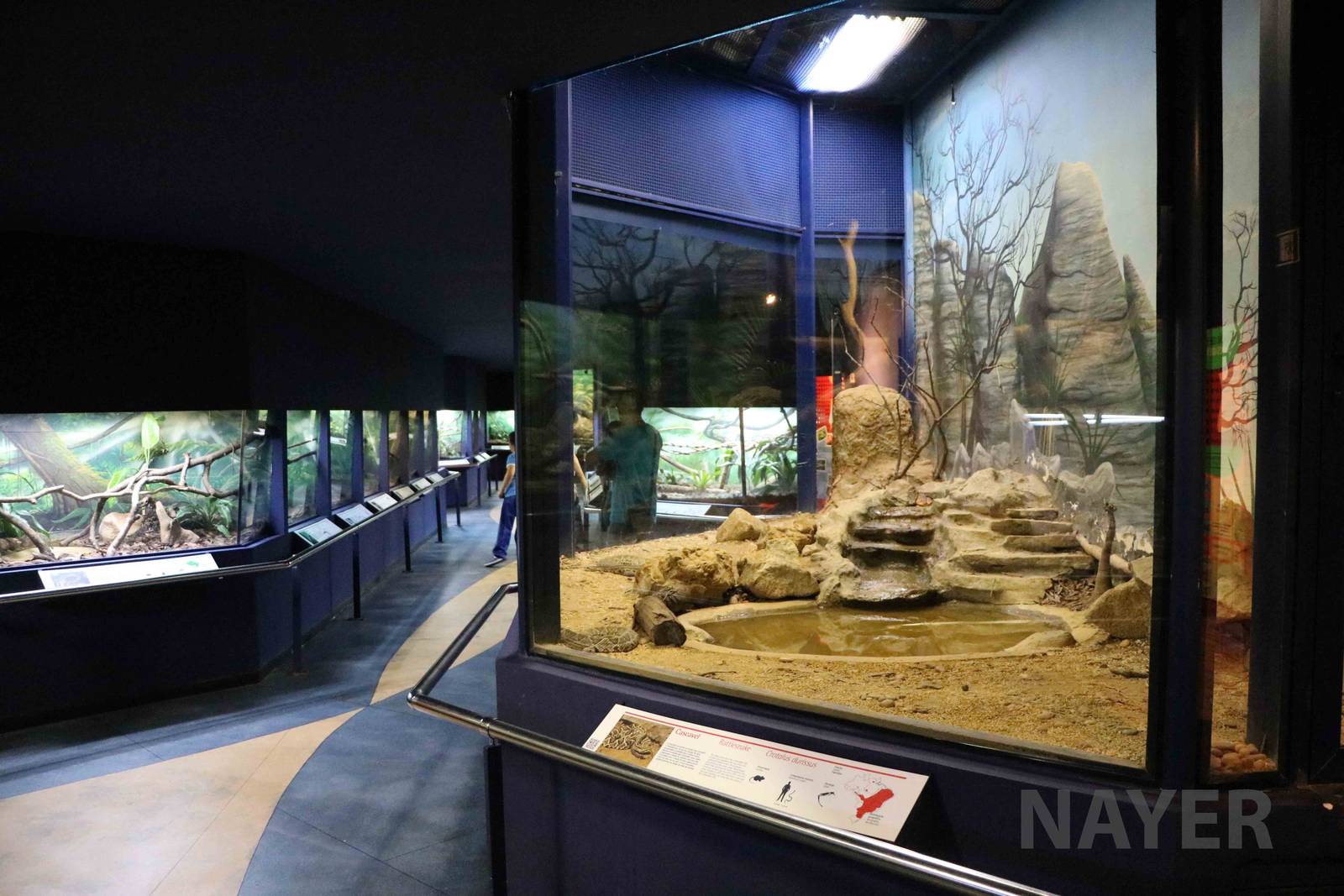 Tropical rattlesnake enclosure - Instituto Butantan, 2016