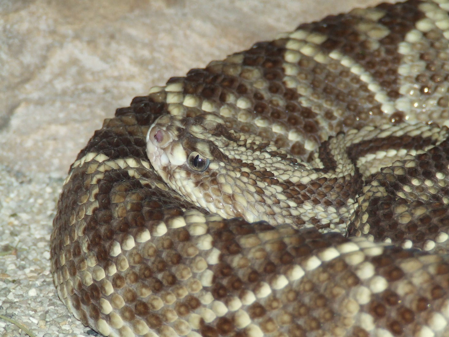 Tropical rattlesnake @ Györ Zoo, Hungary
