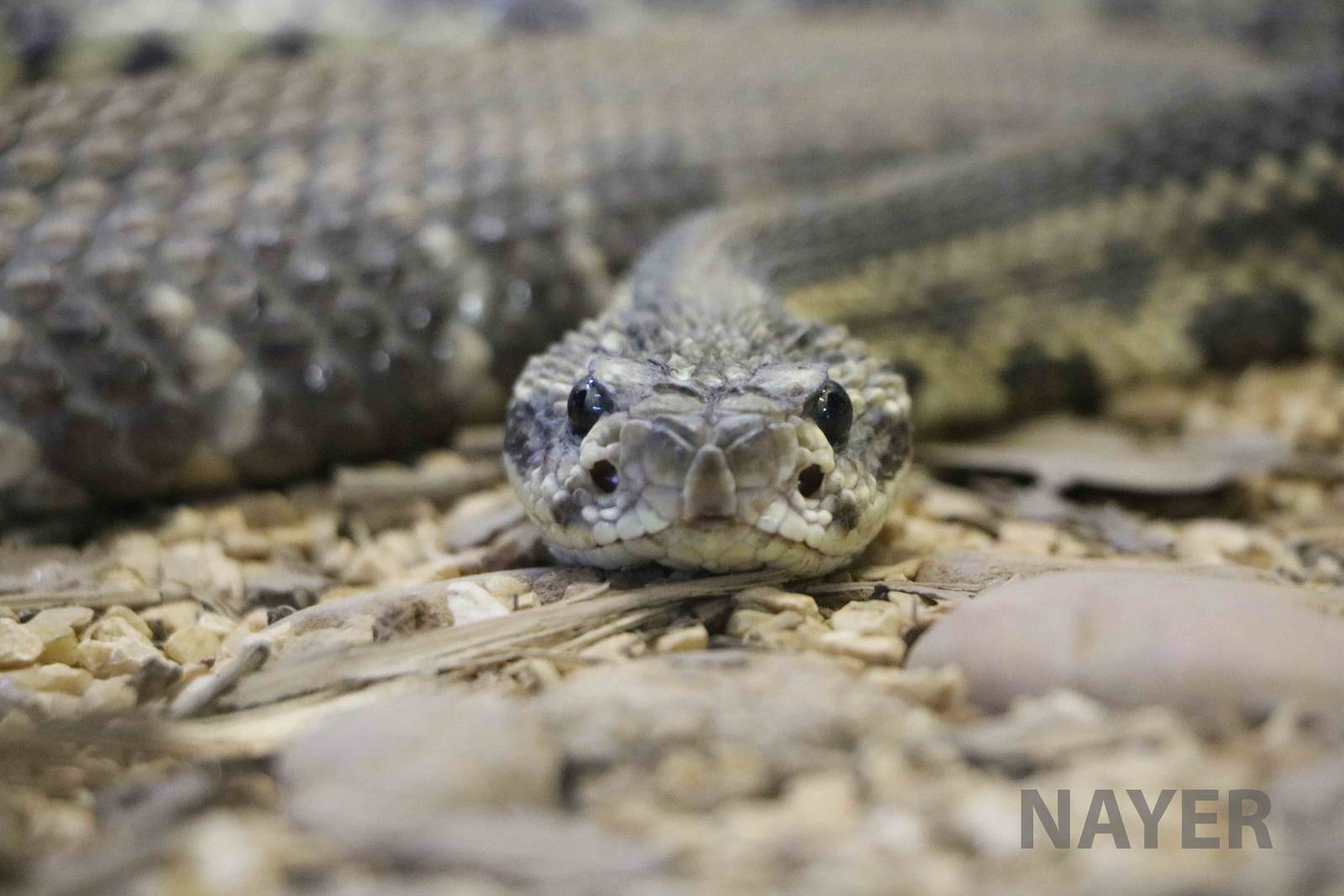 Tropical rattlesnake - Instituto Butantan, 2016