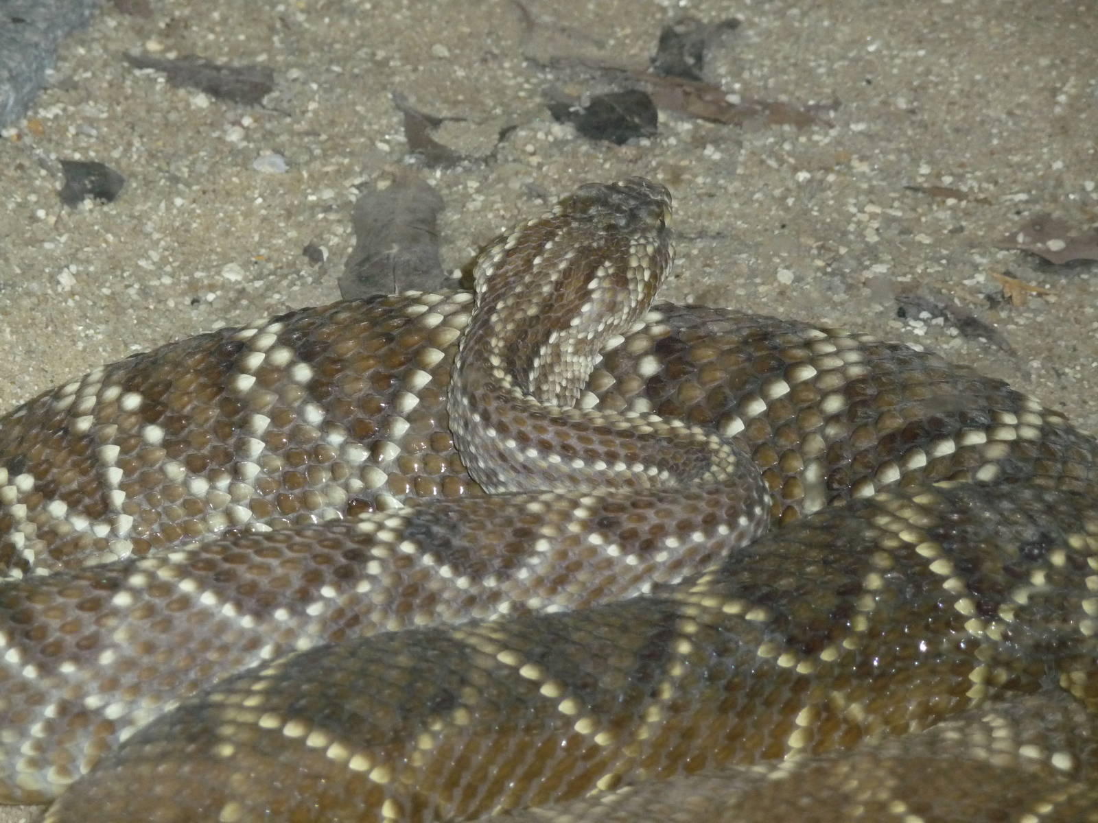 tropical rattlesnake riozoo