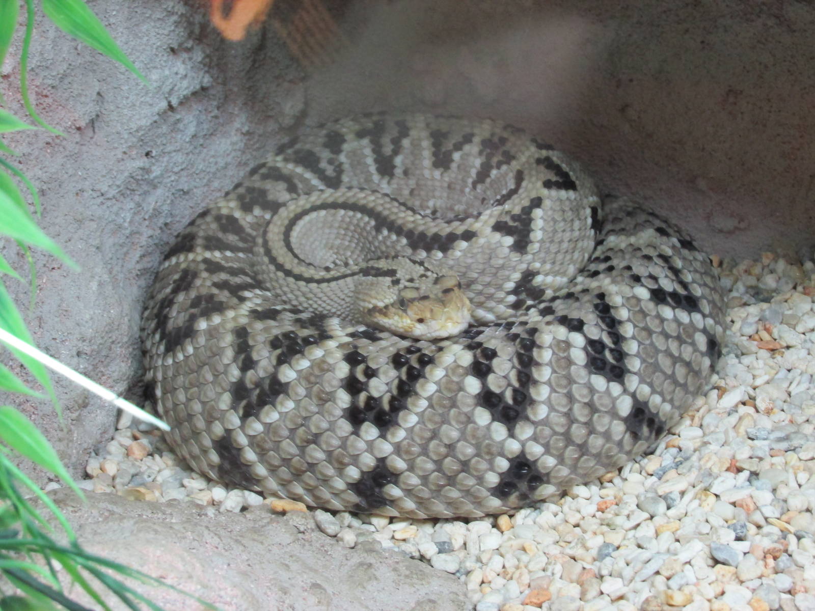 tropical rattlesnake san juan de aragon zoo