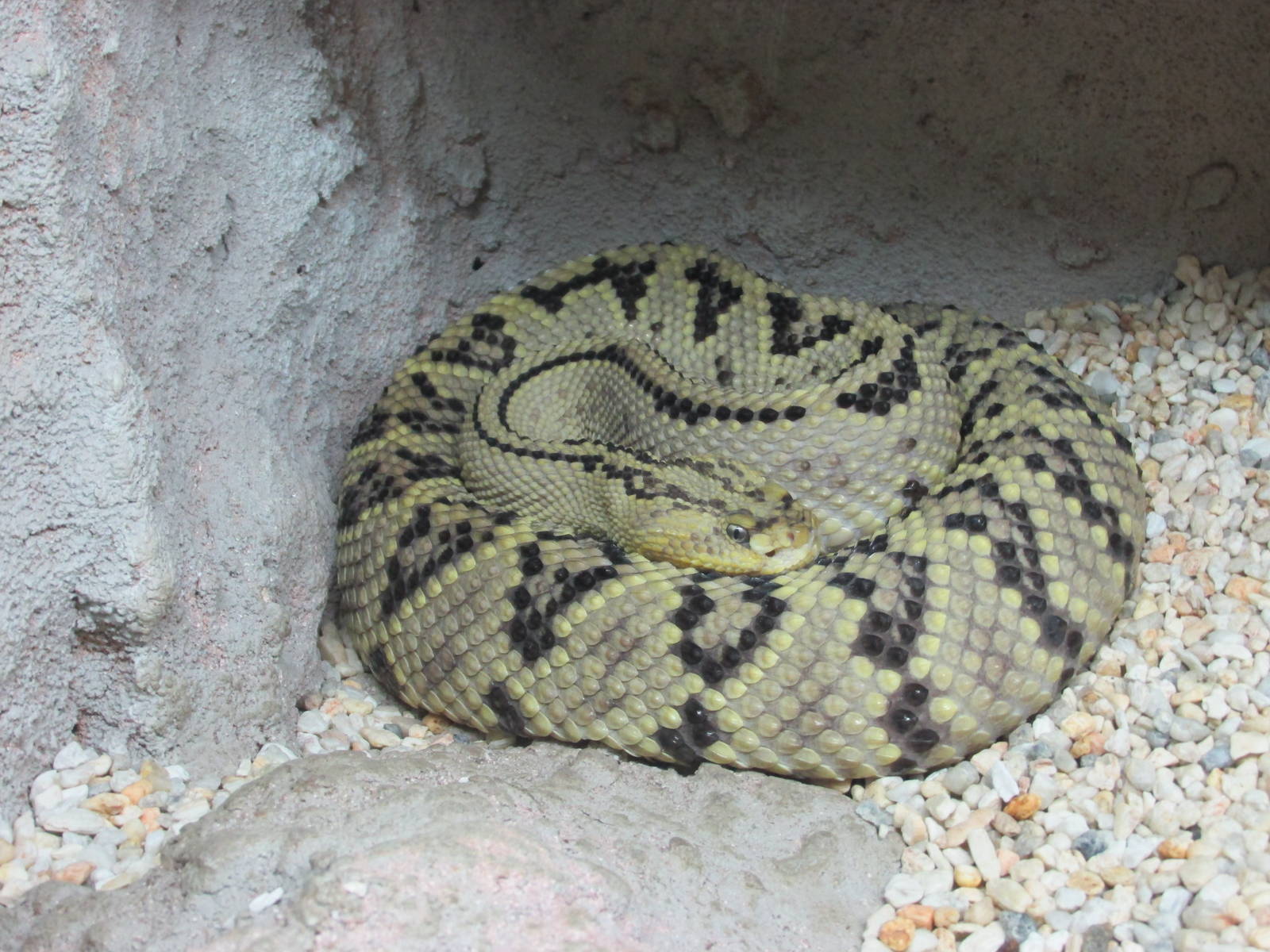 tropical rattlesnake san juan de aragon zoo