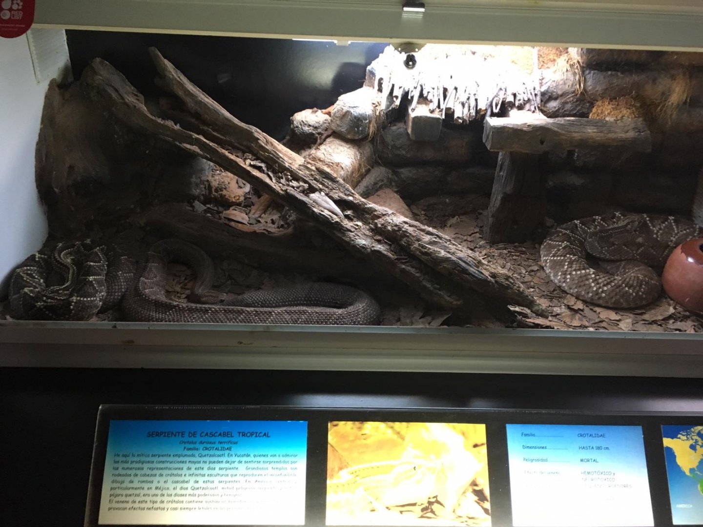 Tropical rattlesnake terrarium-Cabarceno 2019