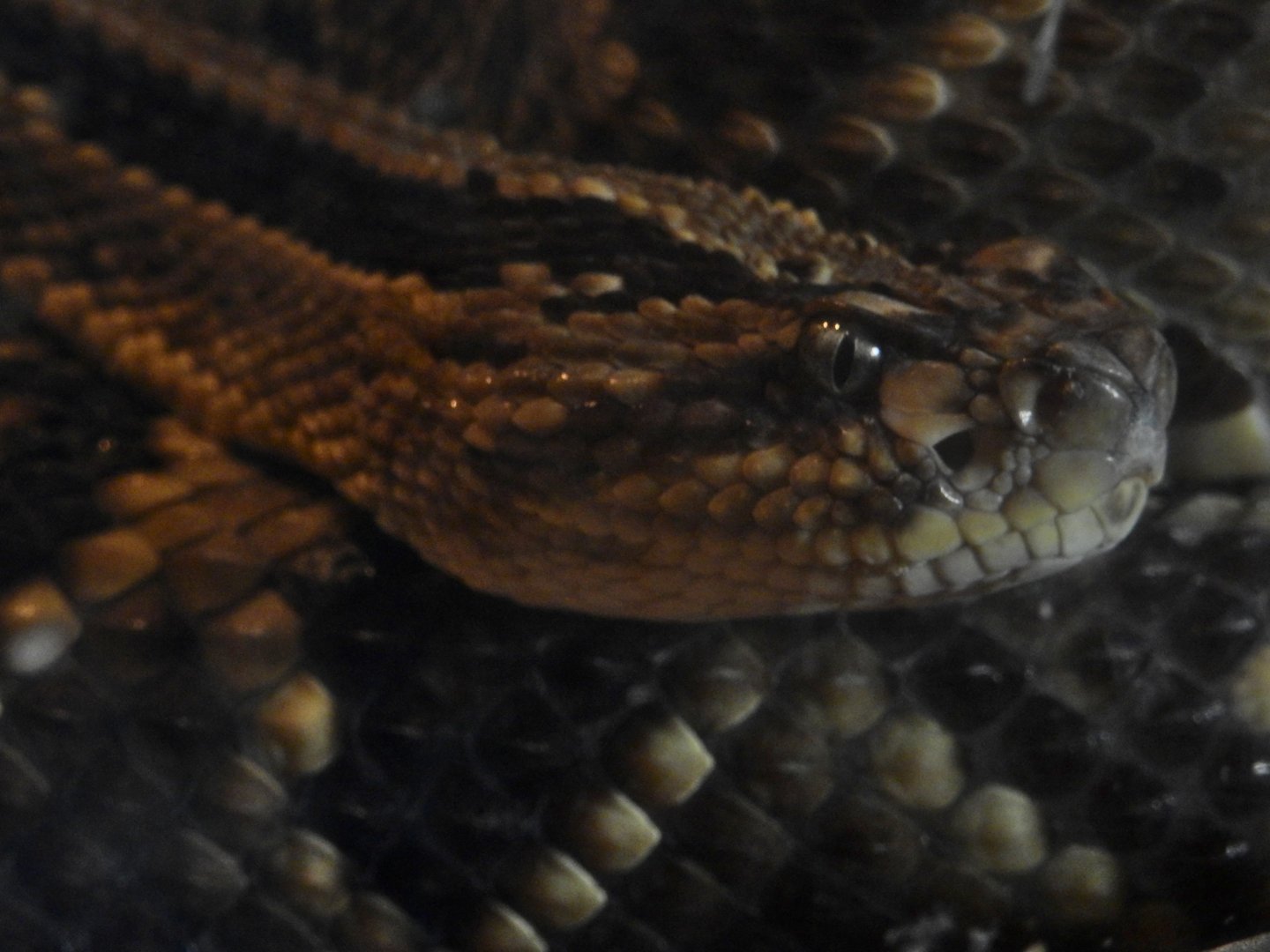 Tropical Rattlesnake