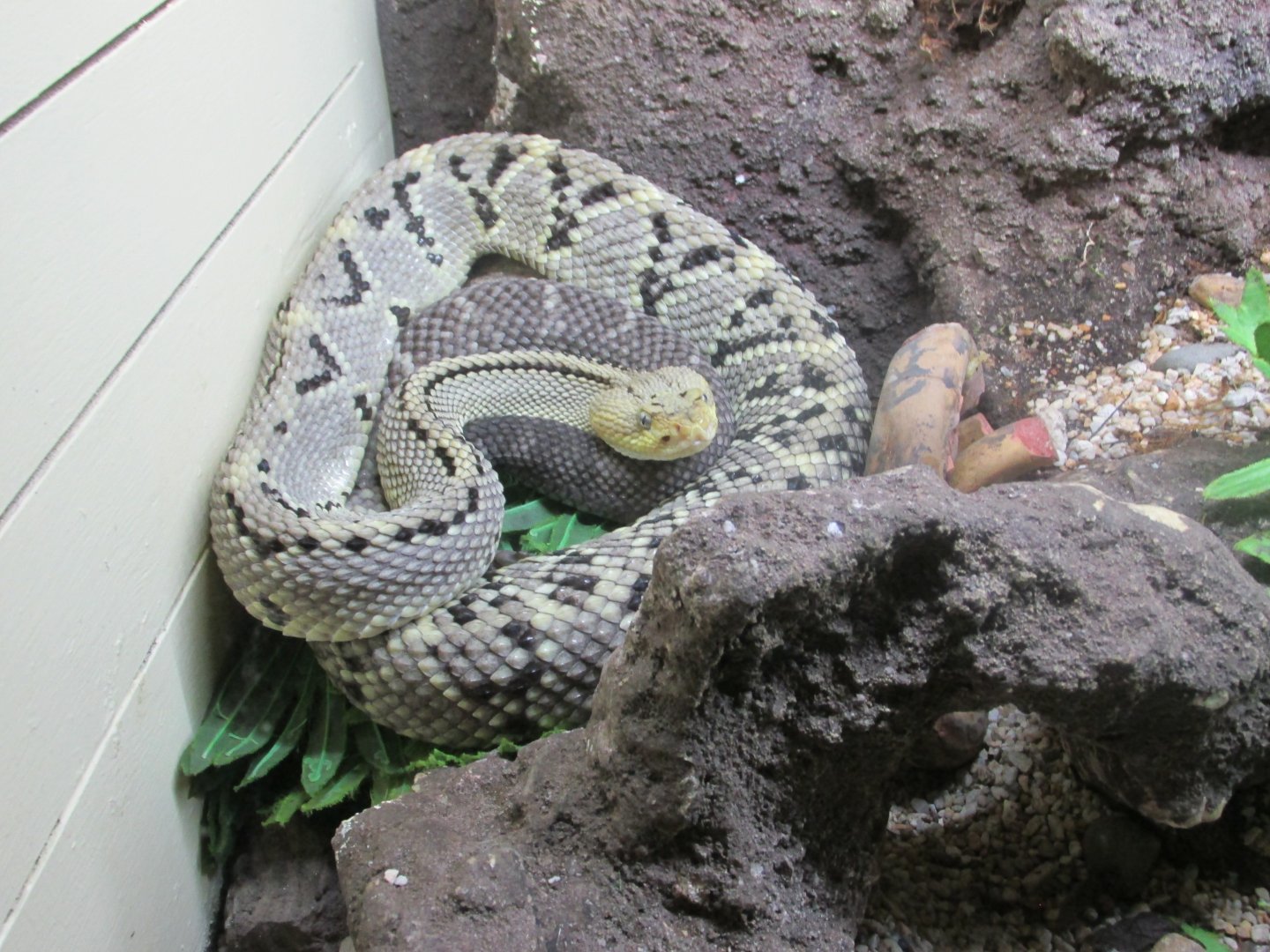 tropical rattlesnake