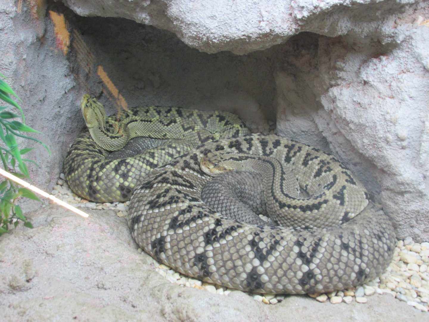 tropical rattlesnake