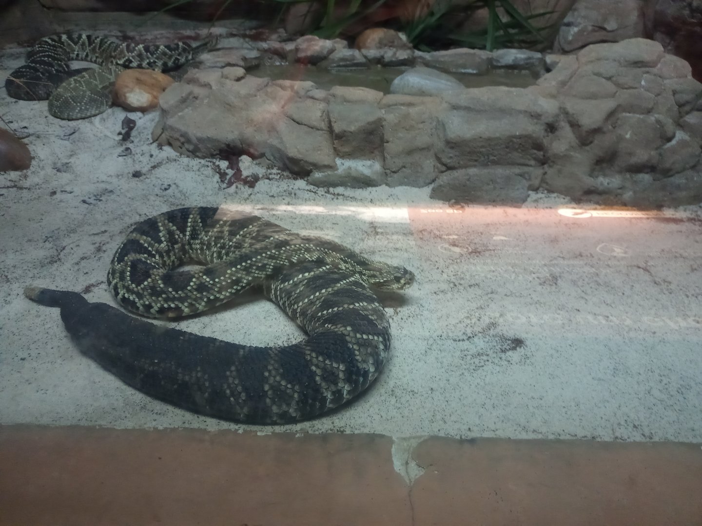 Tropical rattlesnake