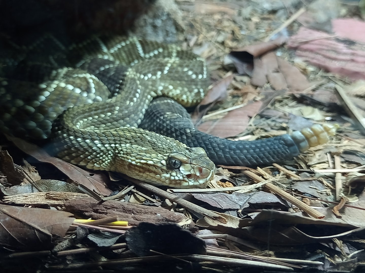 Tropical rattlesnake