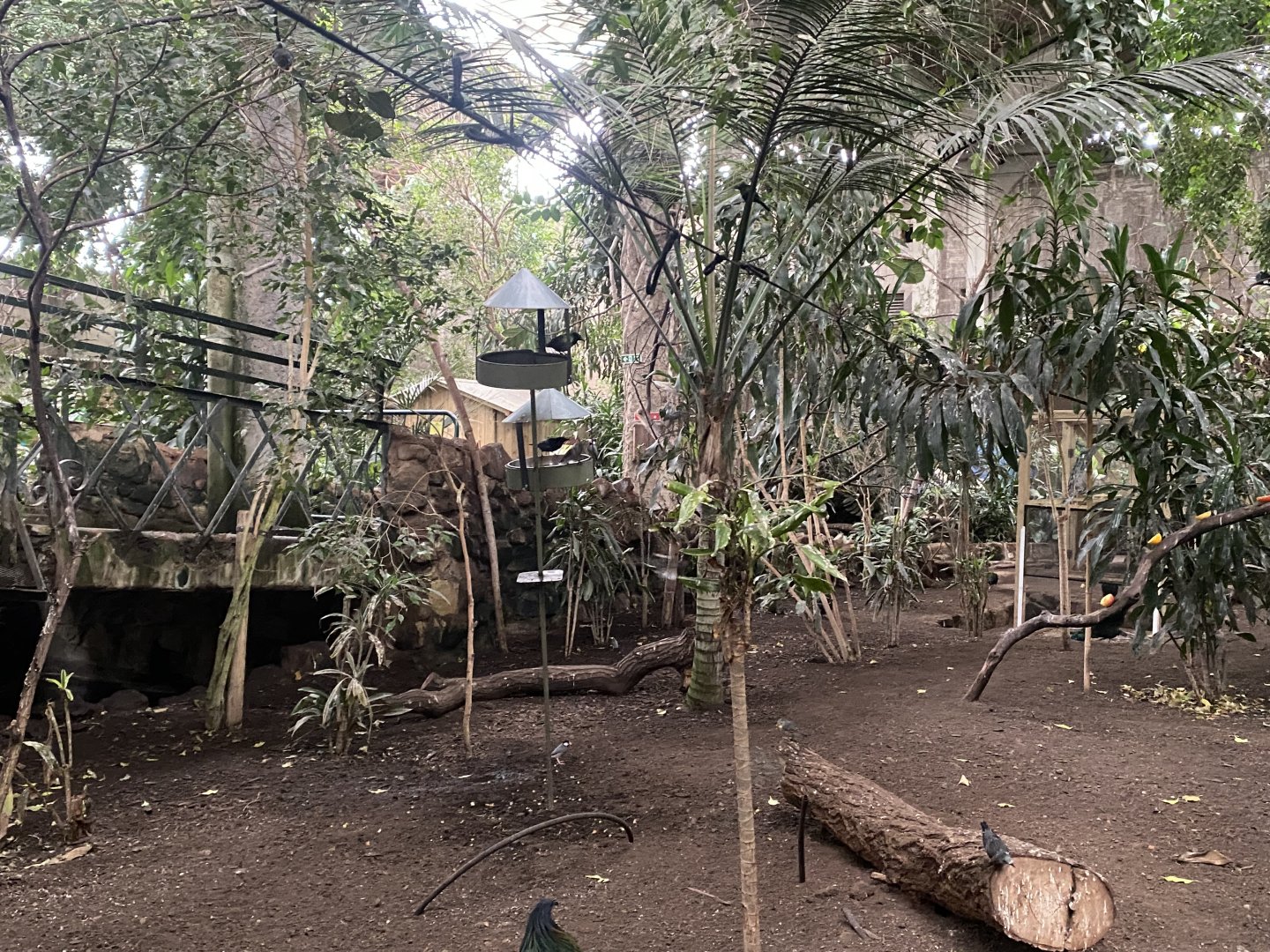 Tropical Realm  191021