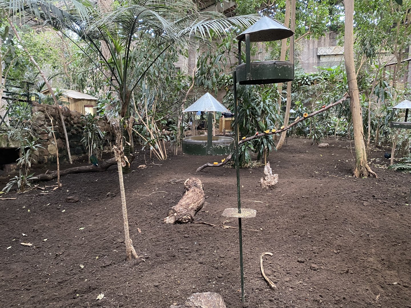 Tropical Realm 221022