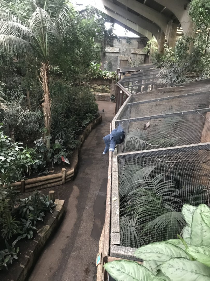 Tropical Realm 261019