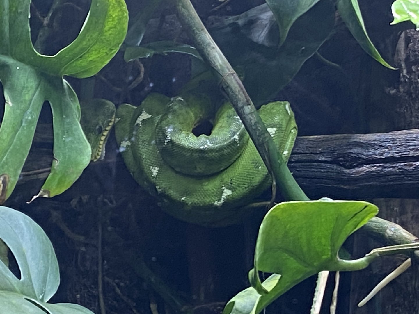 Tropical Realm - Amazon Basin emerald tree boa 221022