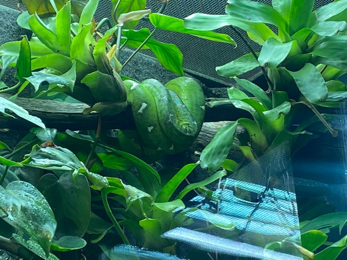 Tropical Realm - Amazon Basin emerald tree boa 241123