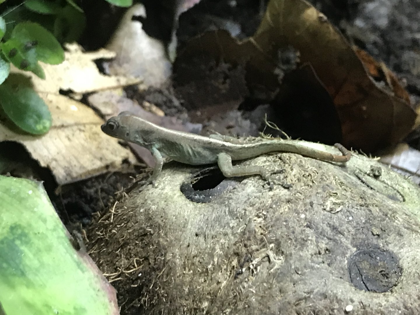 Tropical Realm - Anole species - ID please? 261019