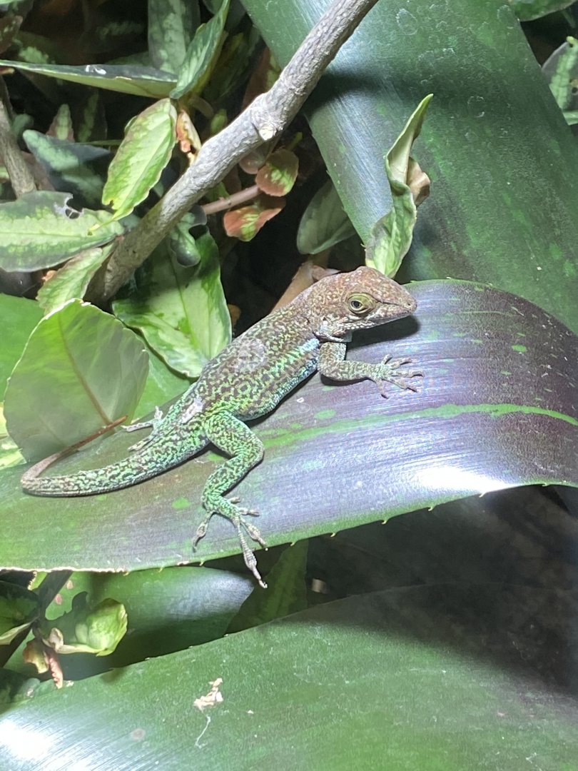 Tropical Realm - Antiguan anole 110920