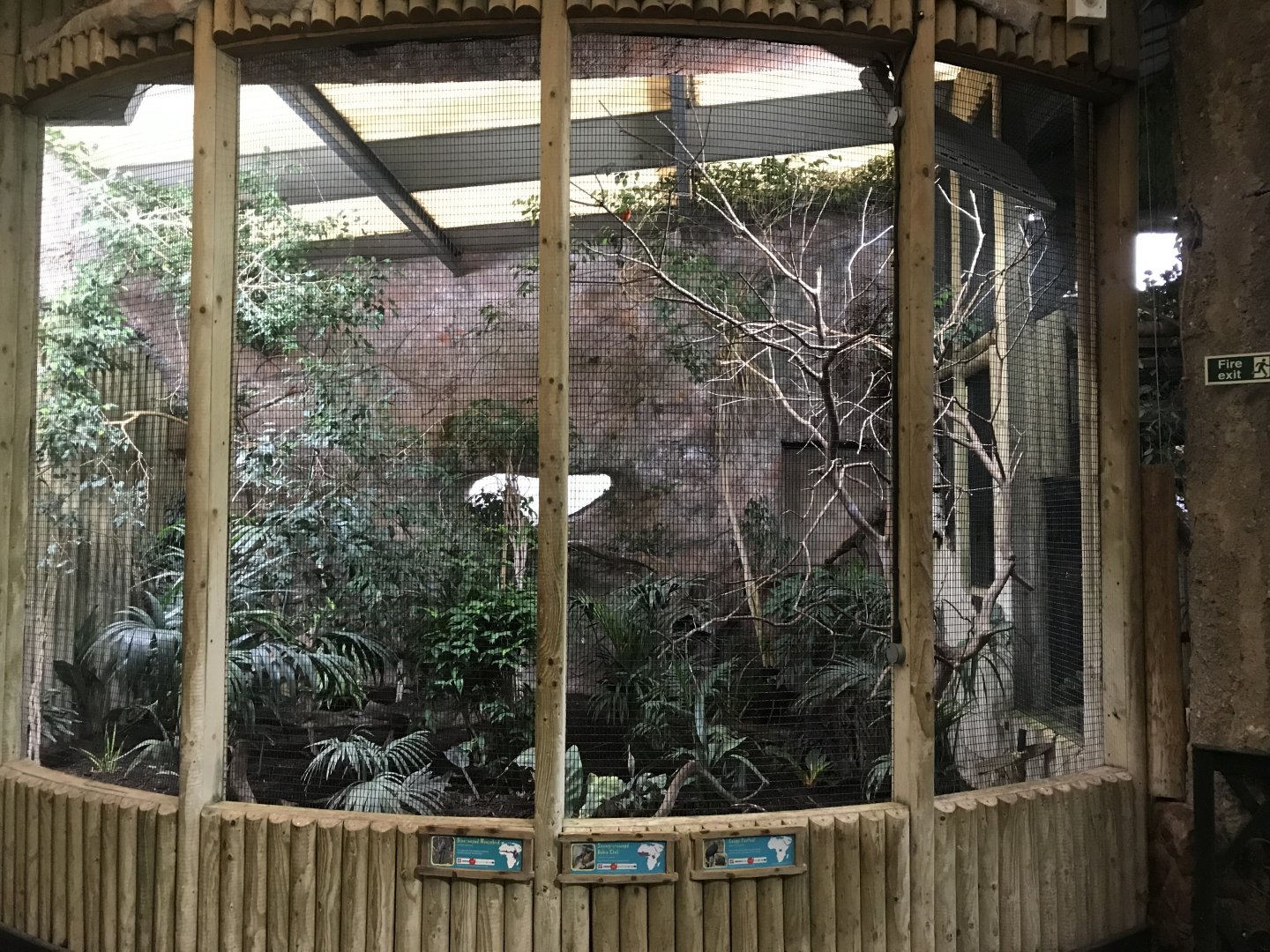 Tropical Realm aviary 261019