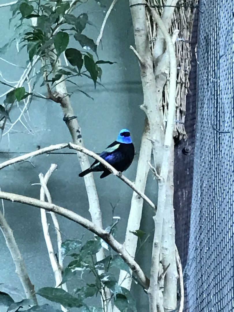Tropical Realm - Blue-necked tanager 261019