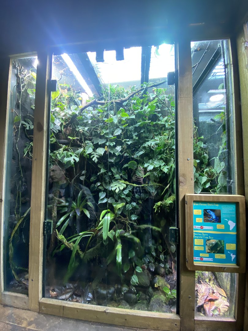 Tropical Realm - Blue poison dart frog and Emerald tree boa exhibit 221022