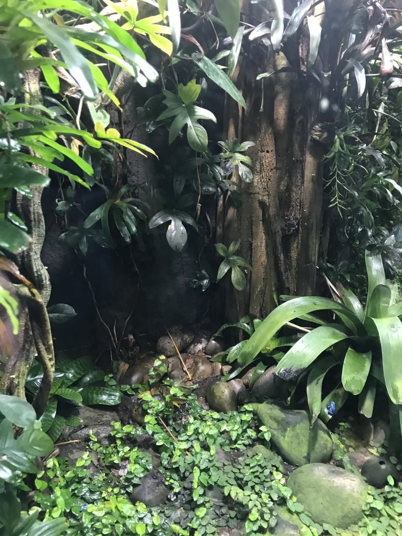 Tropical Realm - Blue poison dart frog exhibit 261019