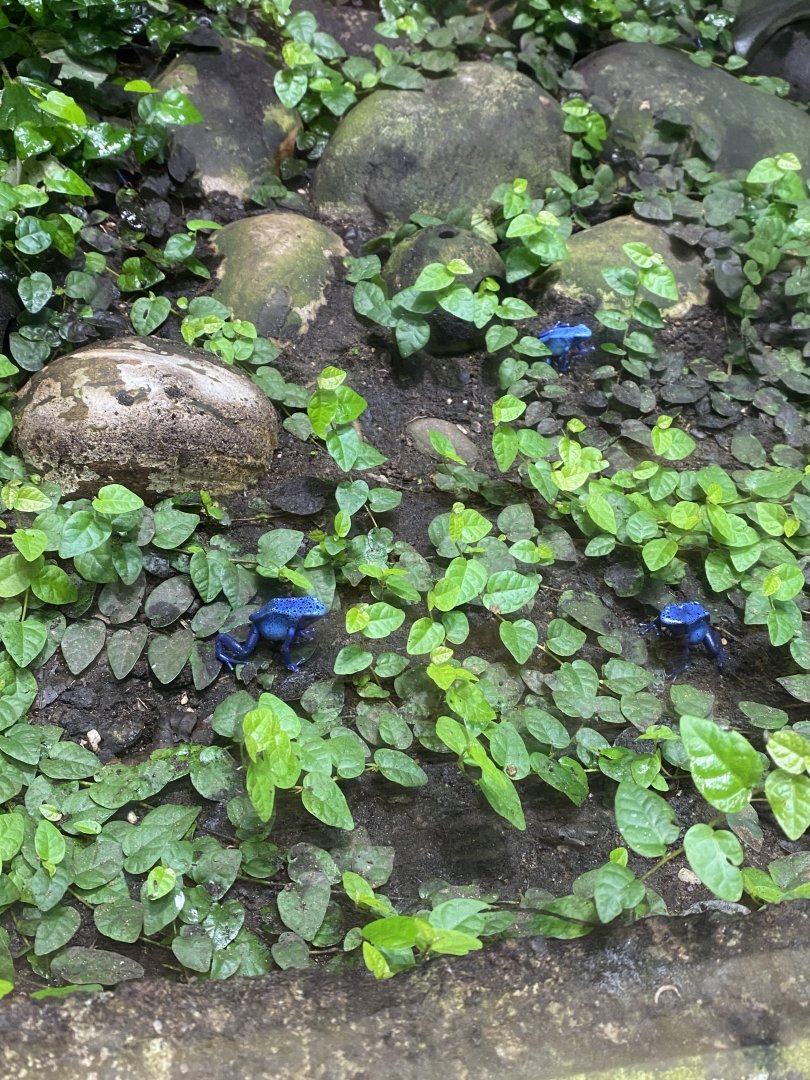 Tropical Realm - Blue poison dart frogs 110920