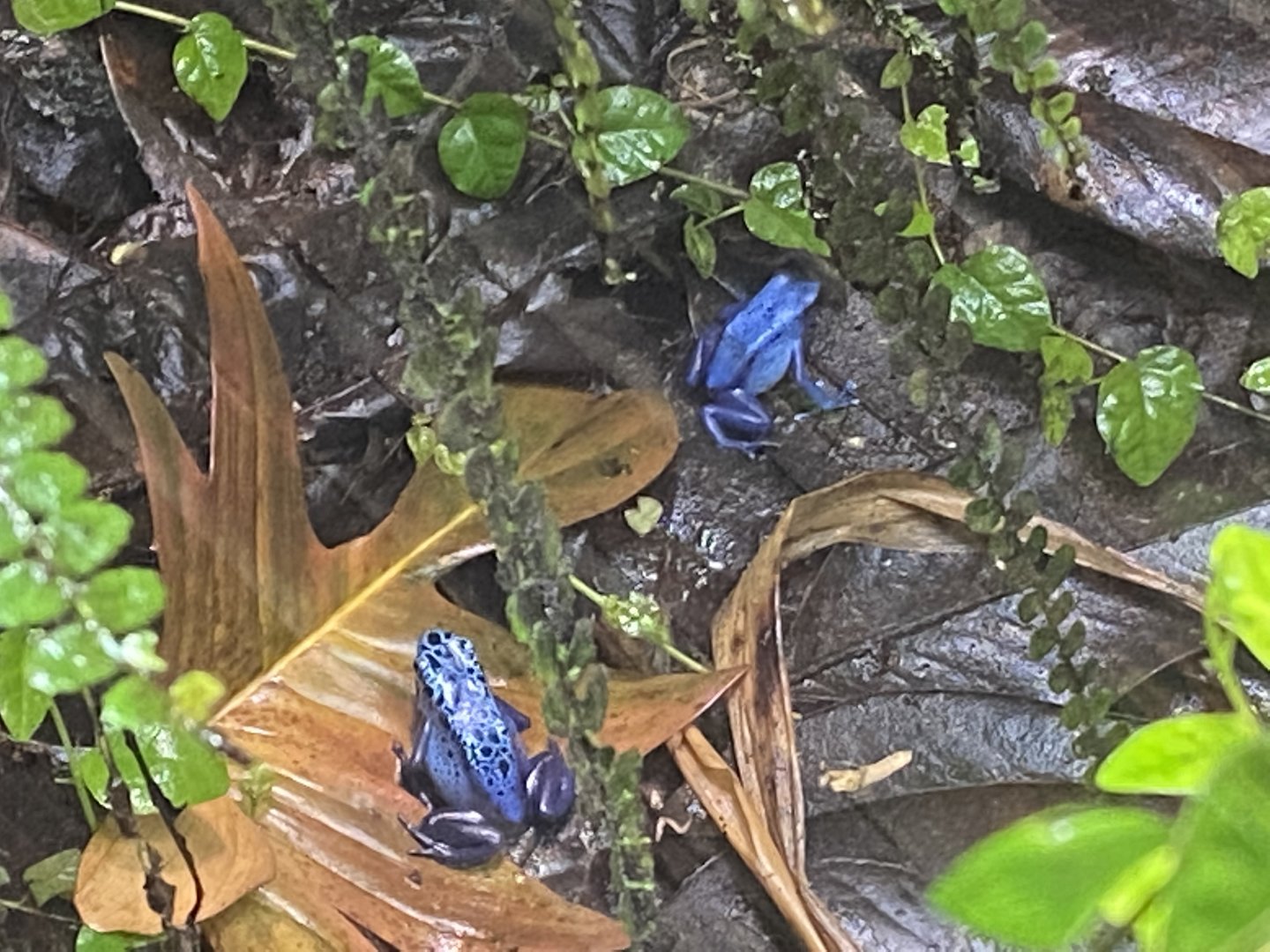 Tropical Realm - Blue poison dart frogs 221022