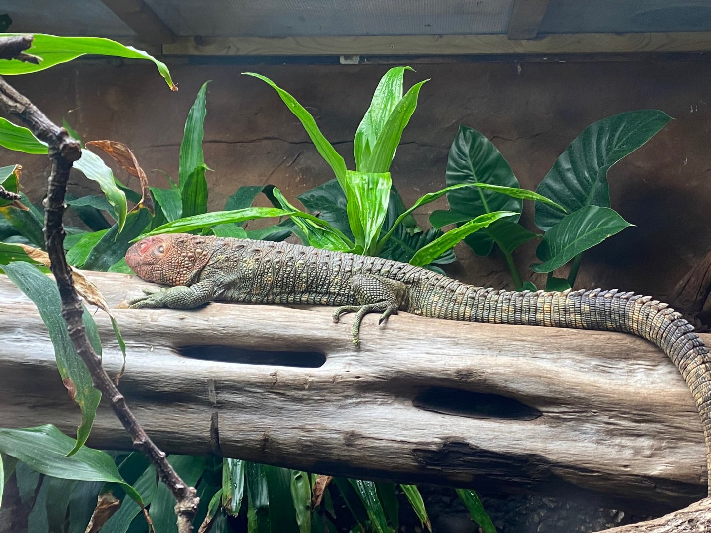 Tropical Realm - Caiman lizard 241123