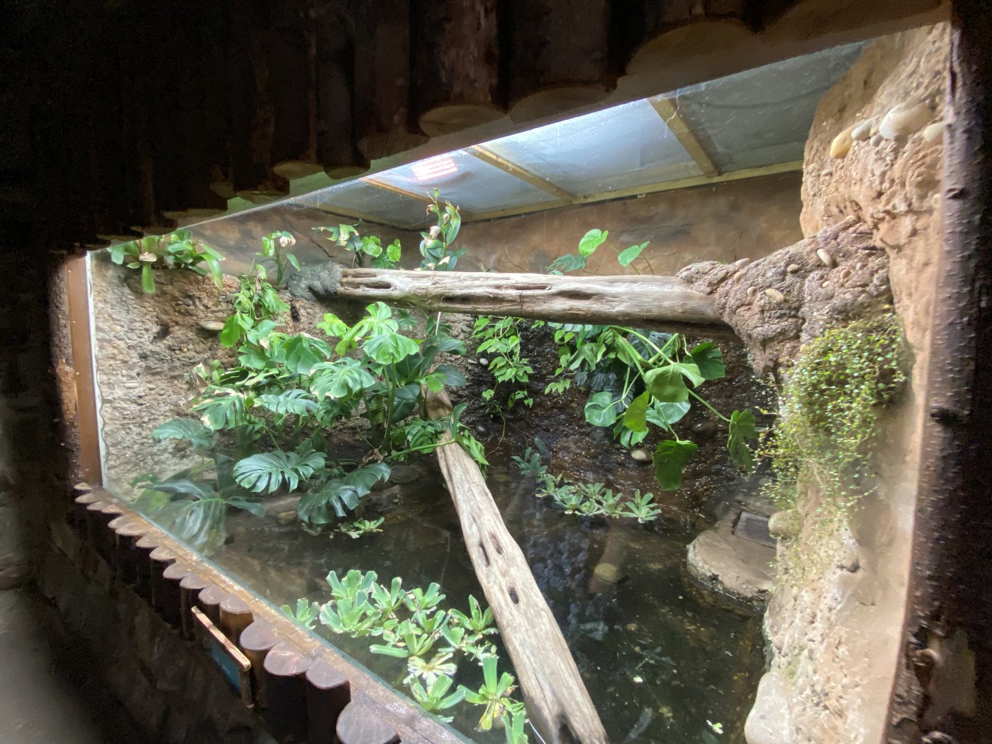 Tropical Realm - Caiman lizard exhibit 110920