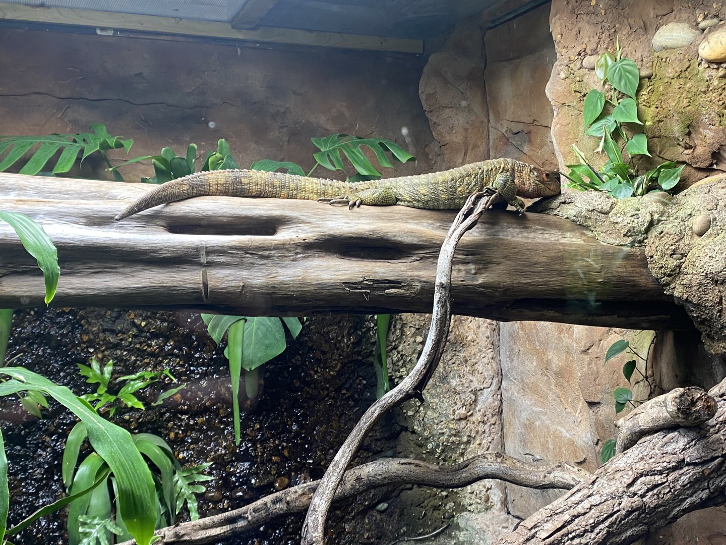 Tropical Realm - Caiman lizard exhibit 191021