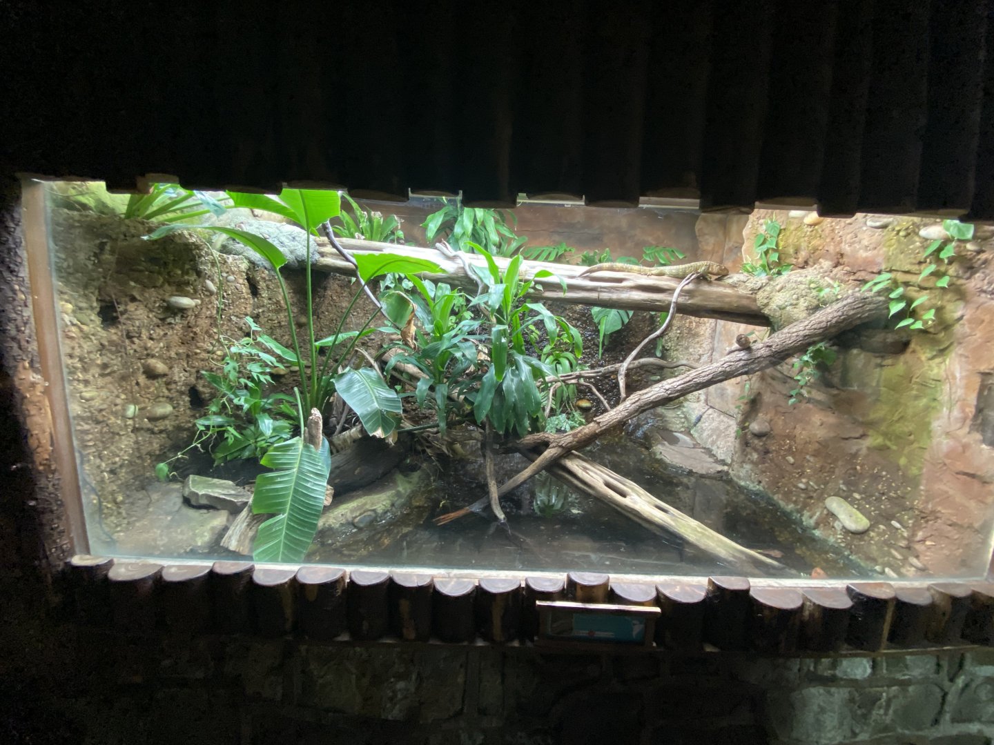 Tropical Realm - Caiman lizard exhibit 191021