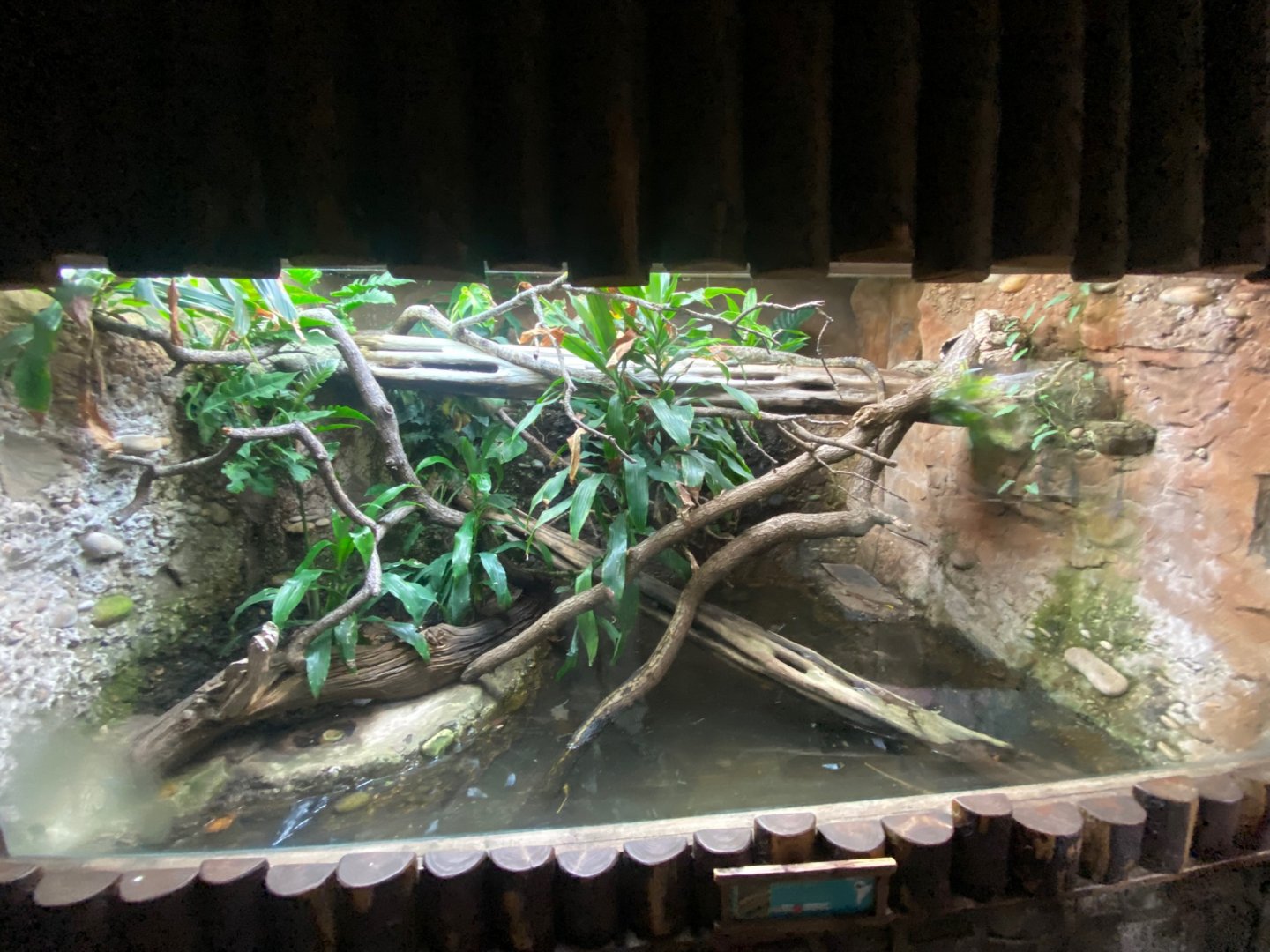 Tropical Realm - Caiman lizard exhibit 241123