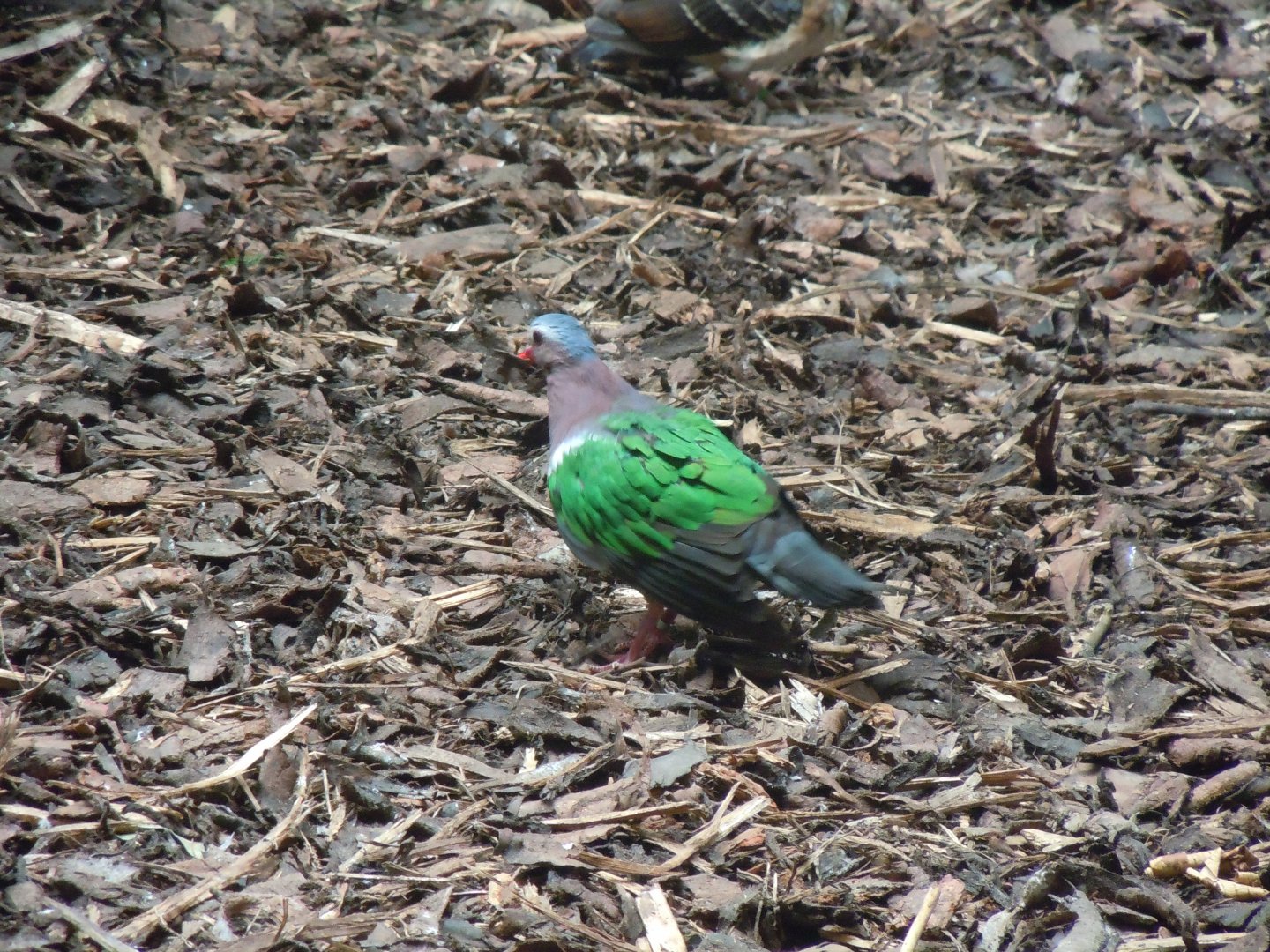Tropical Realm - Common/Grey-capped emerald dove 110920