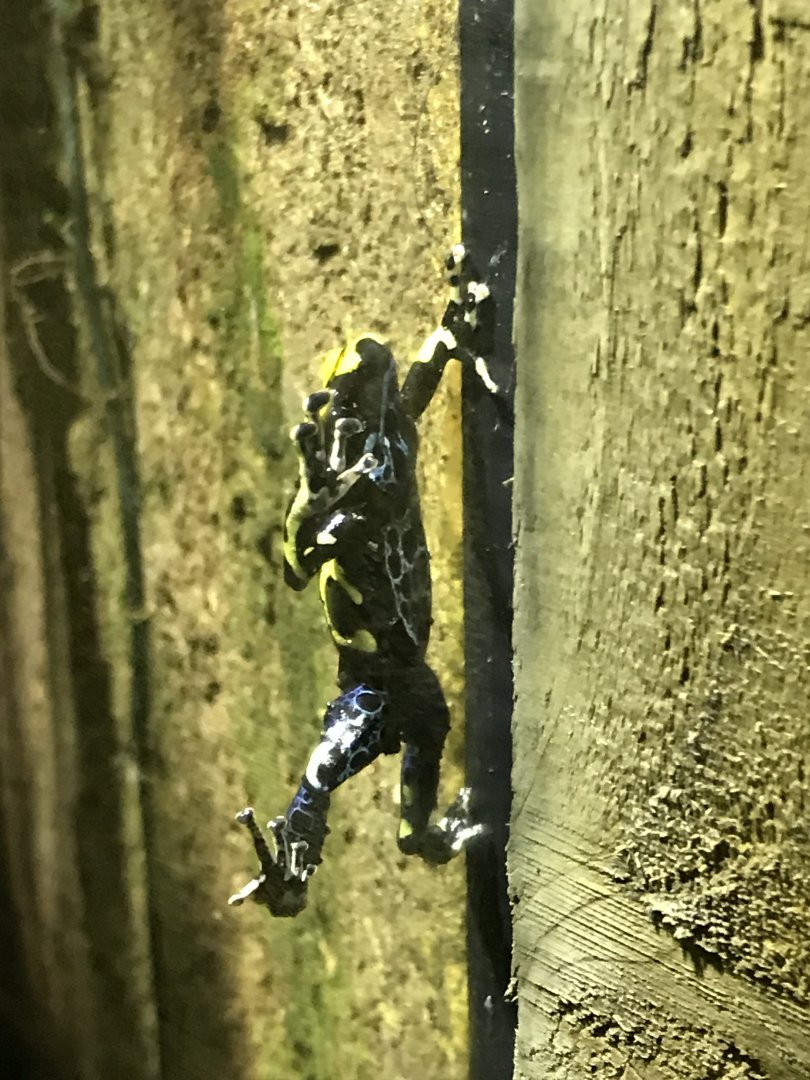 Tropical Realm - Dyeing dart frog 261019