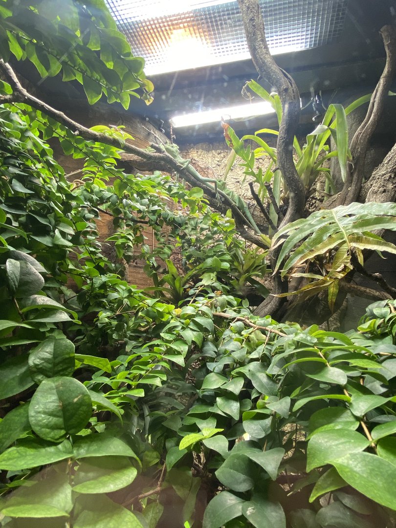 Tropical Realm - Eastern casquehead iguana and Golden poison frog exhibit 221022