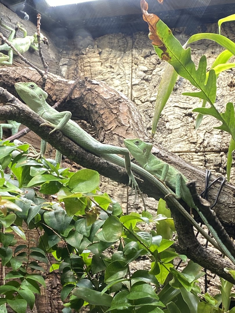 Tropical Realm - Eastern casquehead iguanas 221022