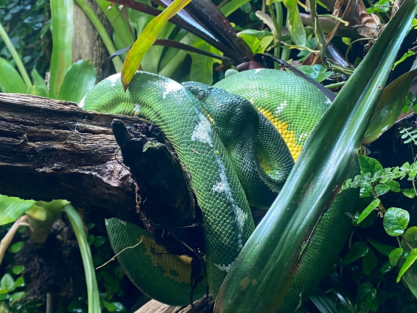 Tropical Realm - Emerald tree boa 241123