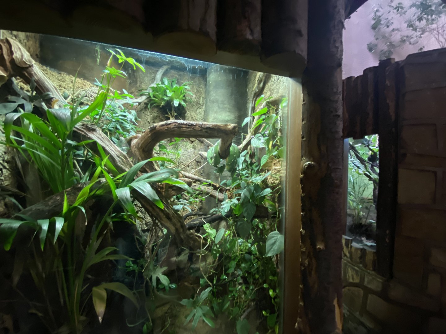Tropical Realm - Emerald tree boa exhibit 191021