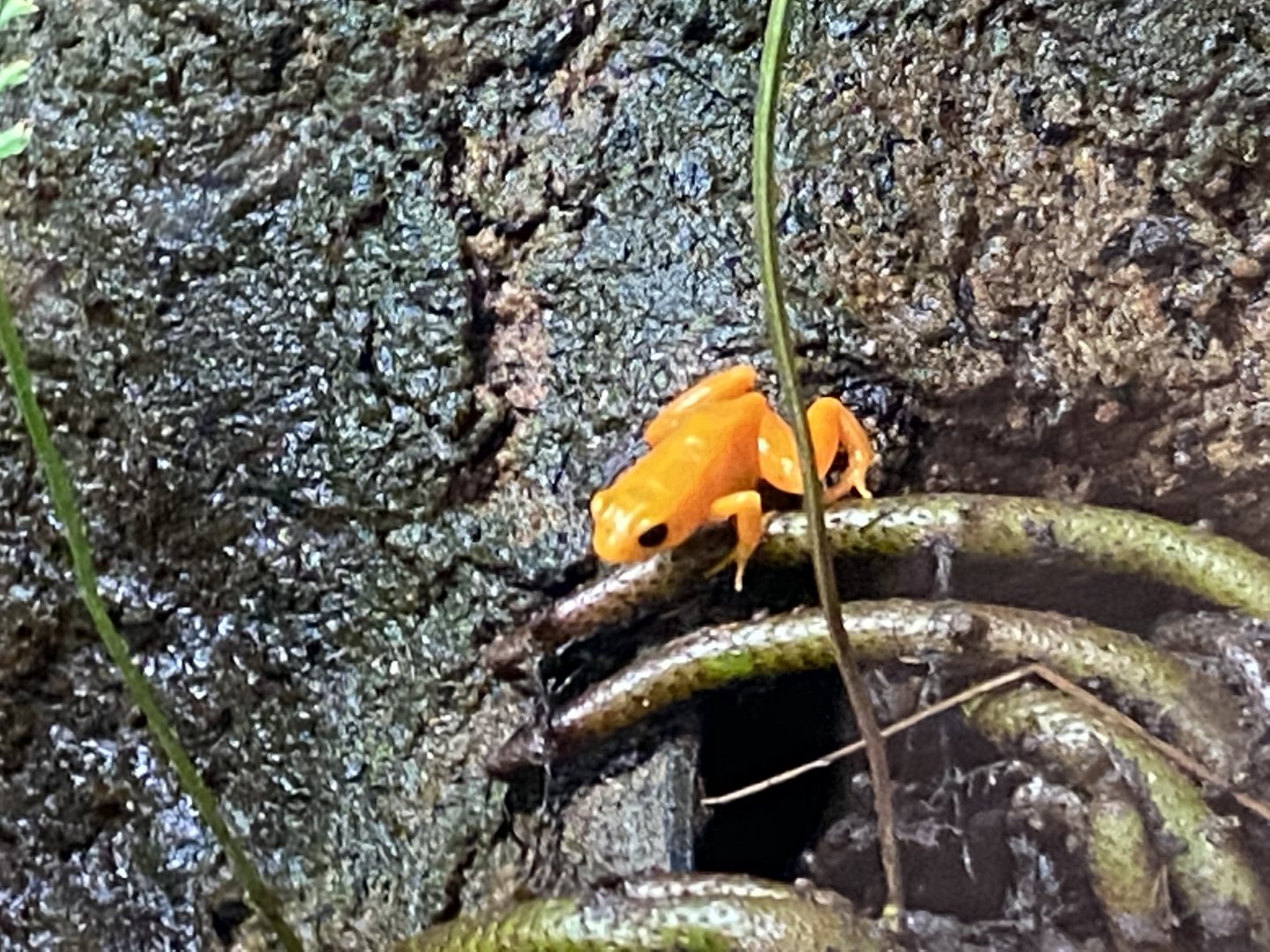 Tropical Realm - Golden mantella 110920
