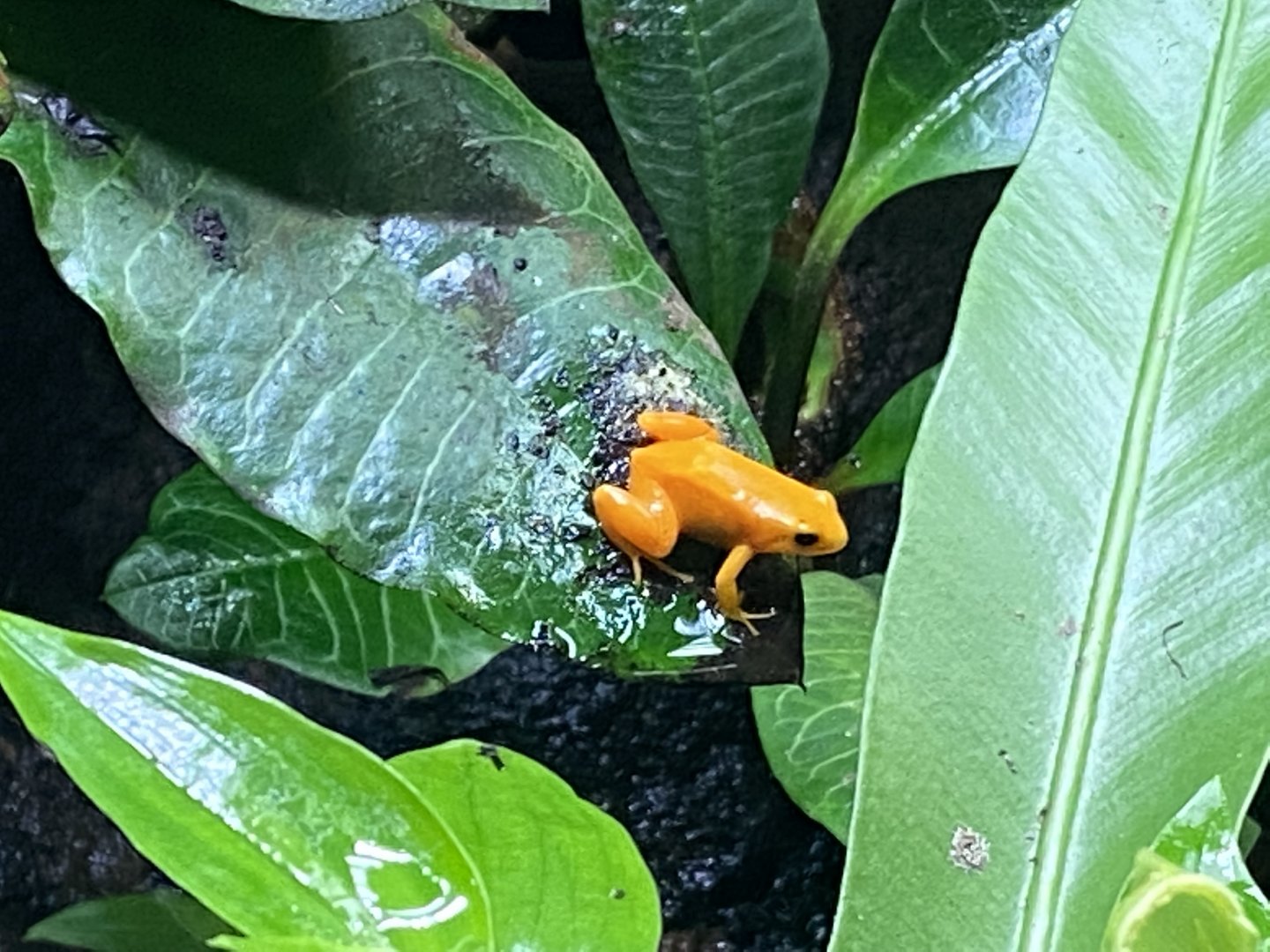 Tropical Realm - Golden mantella 191021
