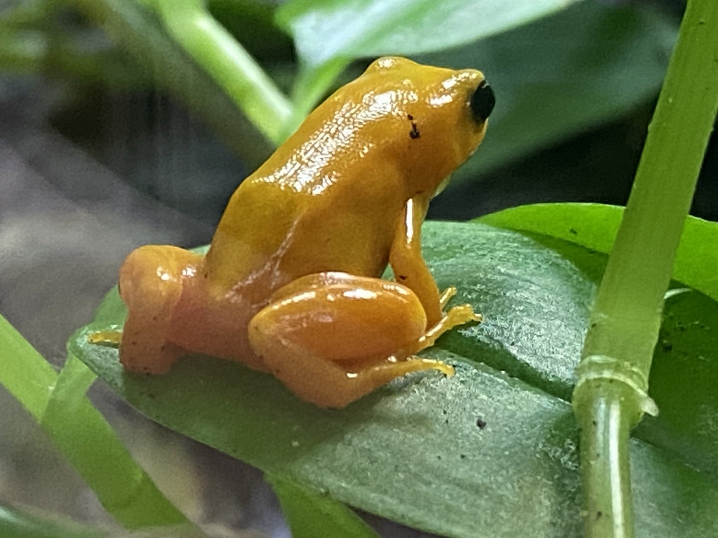 Tropical Realm - Golden mantella 191021