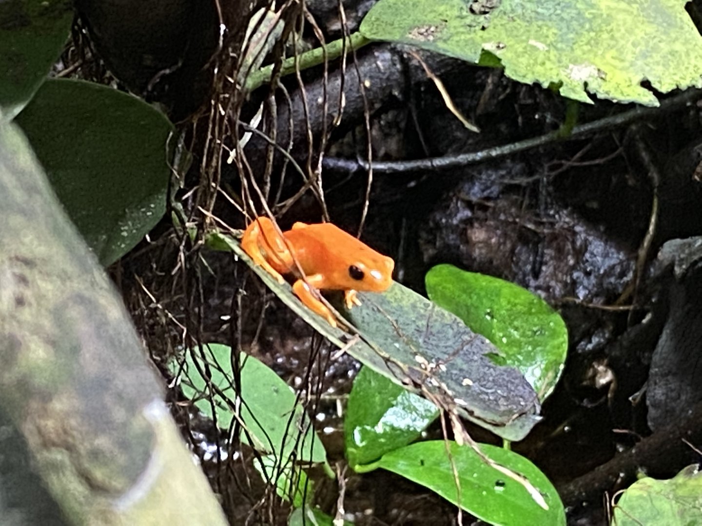 Tropical Realm - Golden mantella 221022