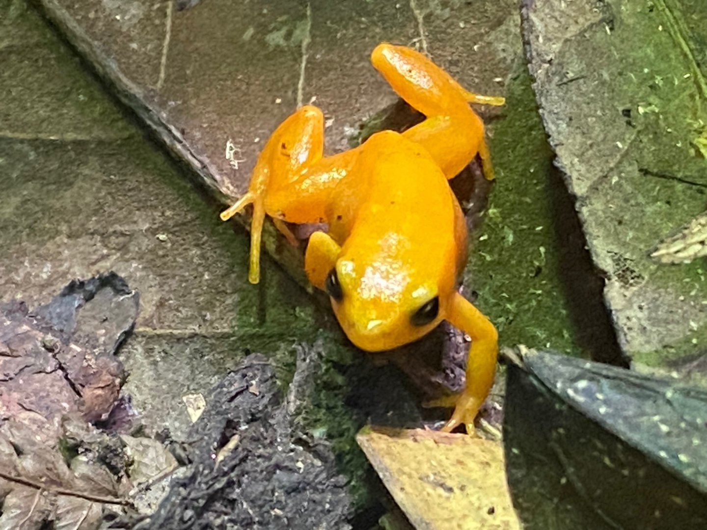 Tropical Realm - Golden mantella 241123