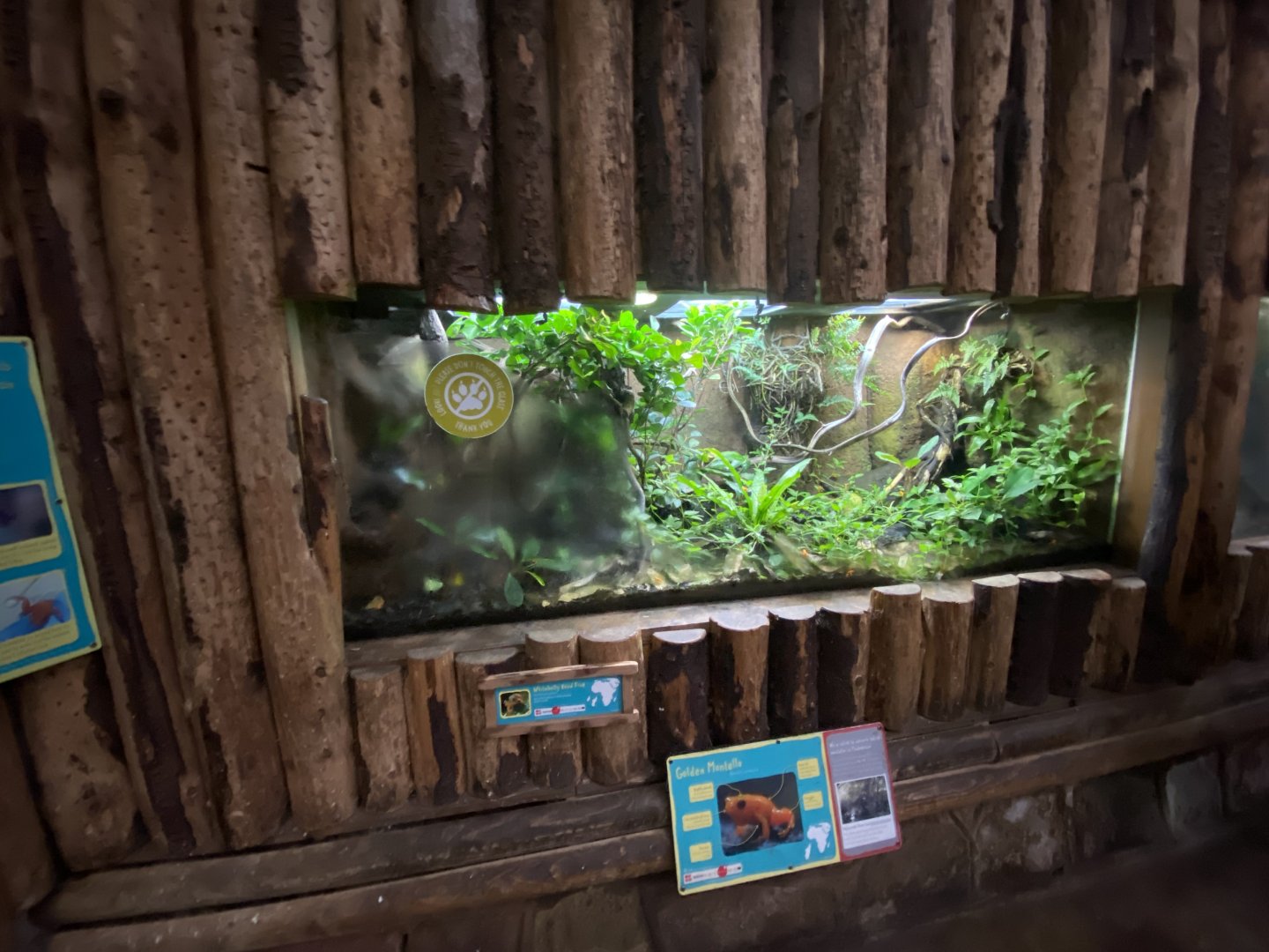 Tropical Realm - Golden mantella exhibit 191021