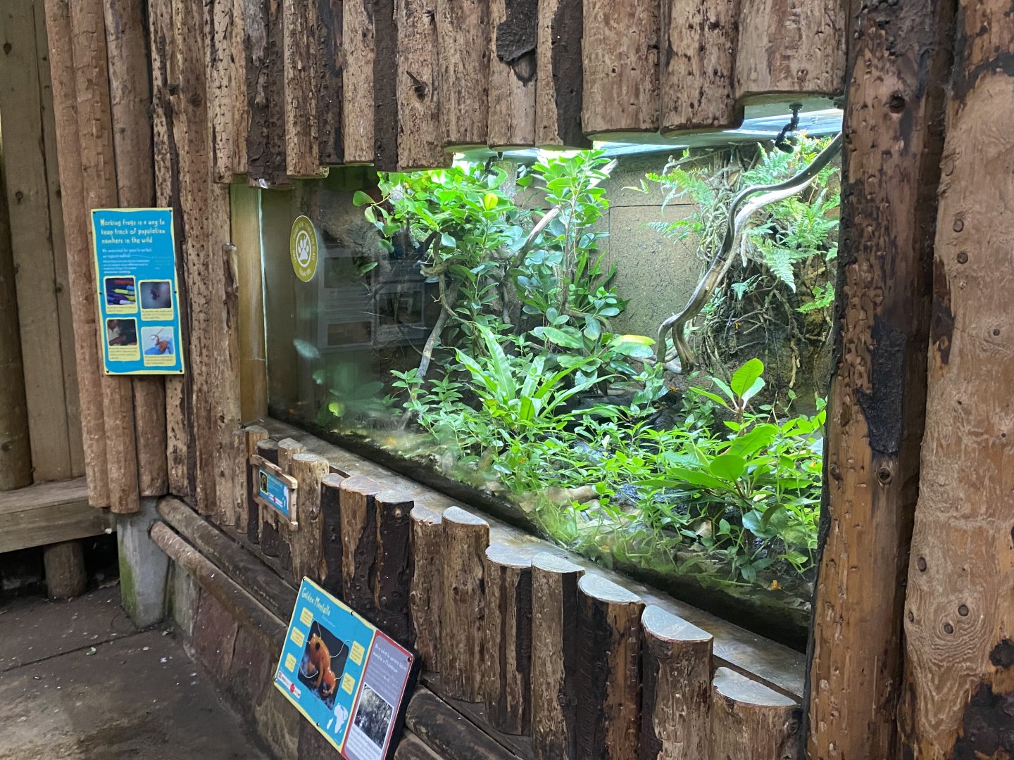 Tropical Realm - Golden mantella exhibit 191021